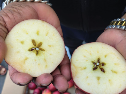 Apple Shipment from Italy Has Arrived